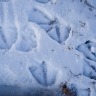 Duck Prints